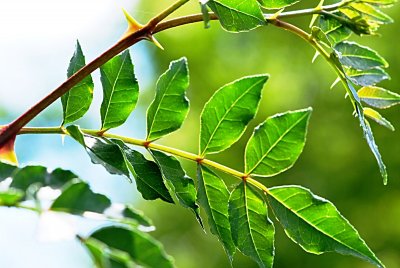 Zanthoxylum simulans - žlutodřev čínský - trny a listy